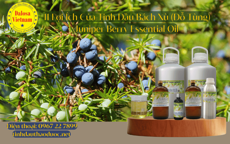 11-loi-ich-cua-tinh-dau-do-tung-bach-xu-juniper-berry-essential-oil