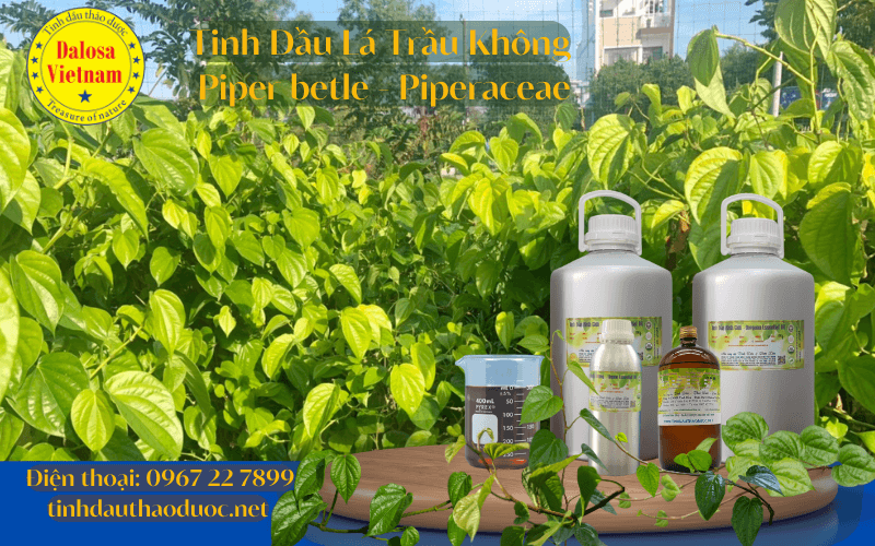 tinh-dau-la-trau-khong-pipper-betle-essential-oil-1