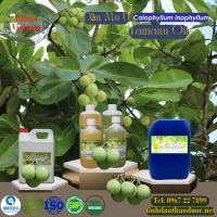 dau-mu-u-tamanu-oil-1-lit - ảnh nhỏ  1