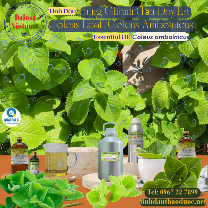 Tinh Dầu Húng Chanh - Tần Dày Lá  - Coleus Leaf Essential Oil 1 lít