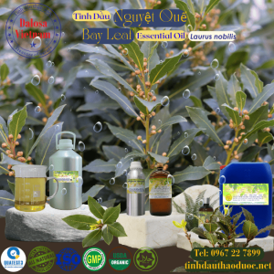 Tinh Dầu Nguyệt Quế - Bay leaf Essential Oil 1 lít