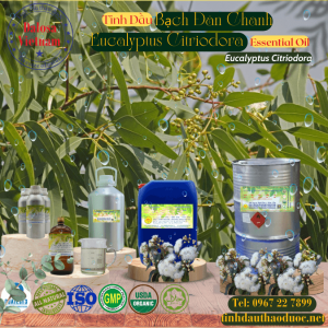 Tinh Dầu Bạch Đàn Chanh - Eucalyptus Citriodora Essential Oil 1 lít