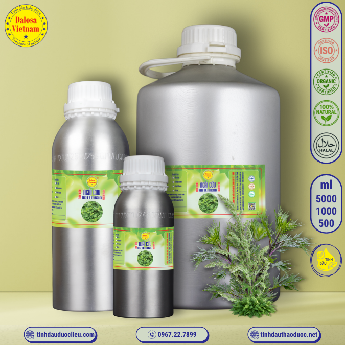 Tinh Dầu Ngải Cứu - Thuốc Cứu  - Armoise Essential Oil 1 lít