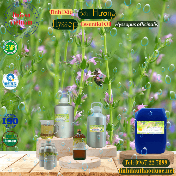 Tinh Dầu Bài Hương - Hyssop Essential Oil 1 lít