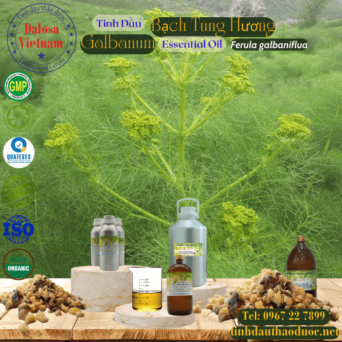 Tinh Dầu Bạch Tùng Hương - Galbanum Essential Oil 1 lít