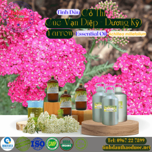 Tinh Dầu Cỏ Thi - Yarrow Essential Oil 1 lít