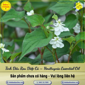 Tinh Dầu Rau Diếp Cá - Houttuynia Essential Oil 1 lít