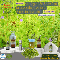 tinh-dau-rau-om-limnophila-aromatica-essential-oil-1-lit - ảnh nhỏ  1