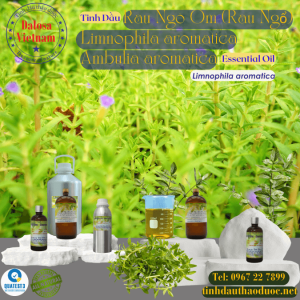 Tinh Dầu Rau Om  - Limnophila Aromatica Essential Oil 1 lít