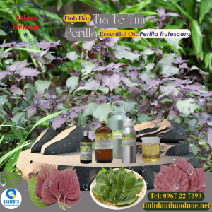 Tinh Dầu Tía Tô Tím - Perilla Essential Oil 1 lít
