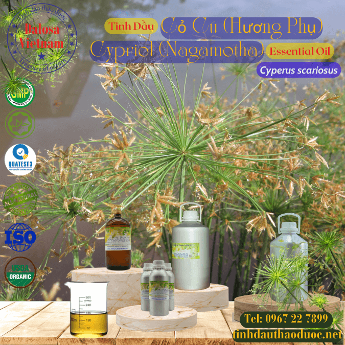 Tinh Dầu Hương Phụ - Cỏ Cú - Cypriol Essential Oil 1 Lít
