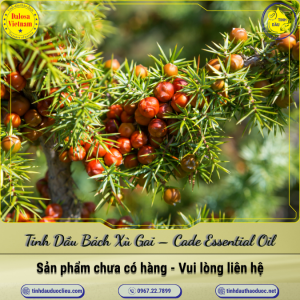 Tinh Dầu Bách Xù Gai - Cade Essential Oil 1 Lít