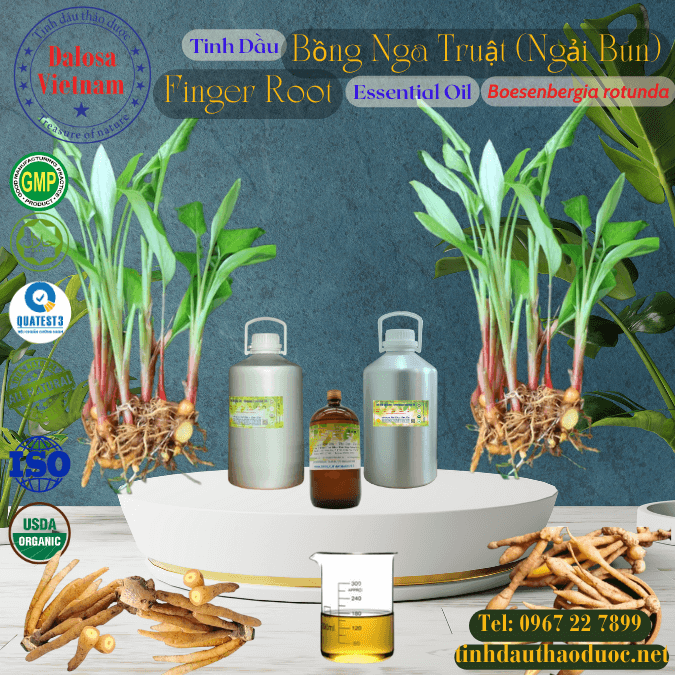 Tinh Dầu Bồng Nga Truật - Finger Root Essential Oil1 Lít