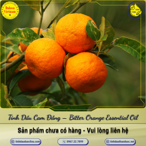 Tinh Dầu Cam Đắng - Bitter Orange Essential Oil 1 Lít