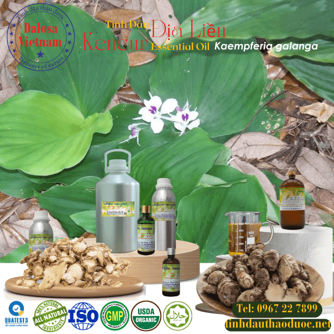 Tinh Dầu Địa Liền - Kaempferia Galanga ( Kencur) Essential Oil 1 Lít