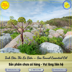 Tinh Dầu Thì Là Biển - Sea Fennel Essential Oil 1 Lít