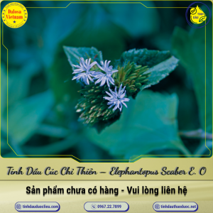 Tinh Dầu Cúc Chỉ Thiên - Elephantopus Scaber Essential Oil 1 Lít