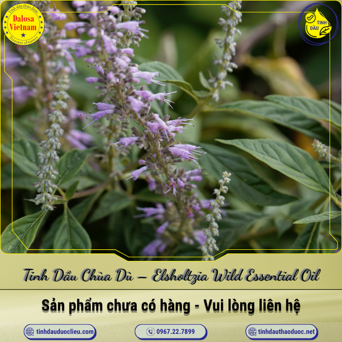 Tinh Dầu Chùa Dù - Kinh Giới Dại - Elsholtzia Wild Essential Oil 1 Lít