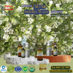 Tinh Dầu Gỗ Phật - Buddha Wood Essential Oil 1 Lít