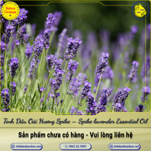 Tinh Dầu Oải Hương Spike - Spike lavender Essential Oil 1 Lít