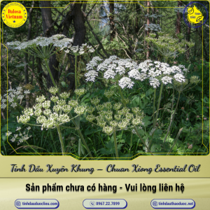 Tinh Dầu Xuyên Khung - Chuan Xiong Essential Oil 1 Lít
