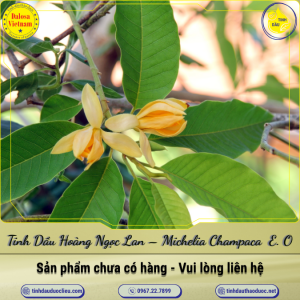 Tinh Dầu Hoàng Ngọc Lan - Michelia Champaca (Champak) Essential Oil 1 Lít