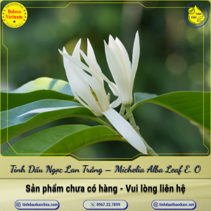 Tinh Dầu Ngọc Lan Trắng - Michelia Alba Leaf Essential Oil 1 Lít