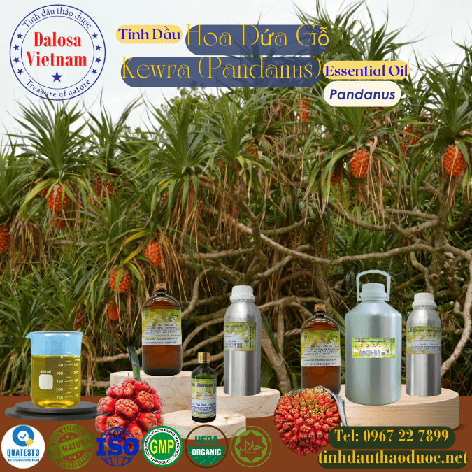 Tinh Dầu Hoa Dứa Gỗ - Kewra Essential Oil 1 Lít