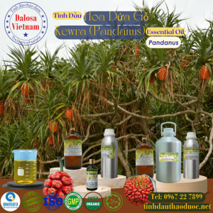 Tinh Dầu Hoa Dứa Gỗ - Kewra Essential Oil 1 Lít