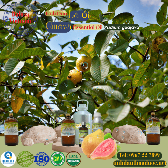 Tinh Dầu Lá Ổi - Guava Essential Oil 1 Lít