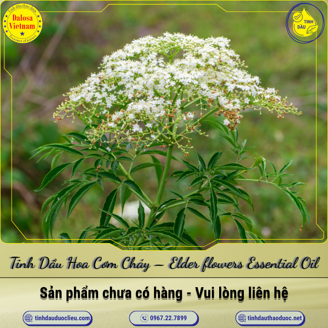 Tinh Dầu Hoa Cơm Cháy - Elder flowers Essential Oil 1 Lít