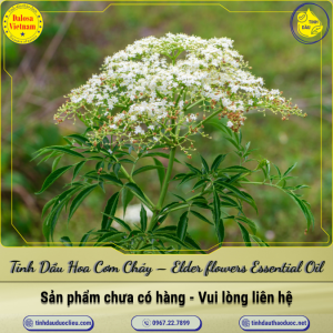 Tinh Dầu Hoa Cơm Cháy - Elder flowers Essential Oil 1 Lít