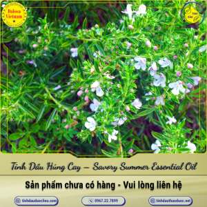 Tinh Dầu Húng Cay - Savory Summer Essential Oil 1 Lít