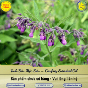 Tinh Dầu Sẹ (Mộc Liên) - Comfrey Essential Oil 1 Lít