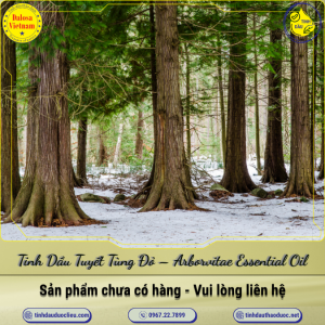 Tinh Dầu Tuyết Tùng Đỏ - Arborvitae Essential Oil 1 Lít