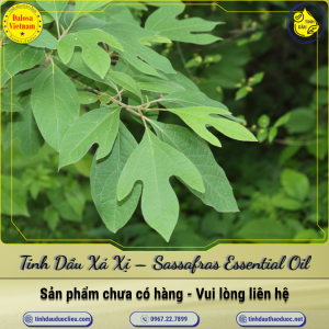 Tinh Dầu Xá Xị - Sassafras Essential Oil 1 Lít