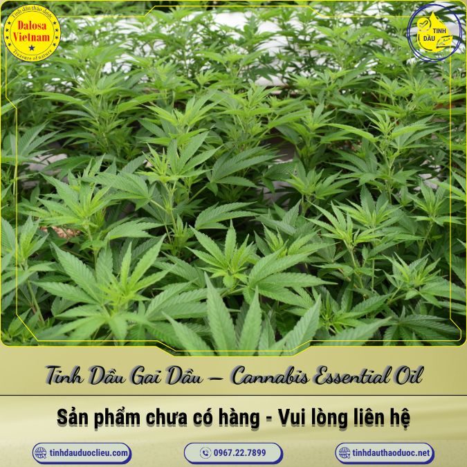 Tinh Dầu Gai Dầu - Cannabis Essential Oil
