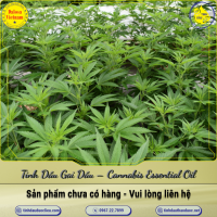 tinh-dau-gai-dau-cannabis-essential-oil - ảnh nhỏ  1
