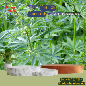 Tinh Dầu Gai Dầu - Cannabis Essential Oil