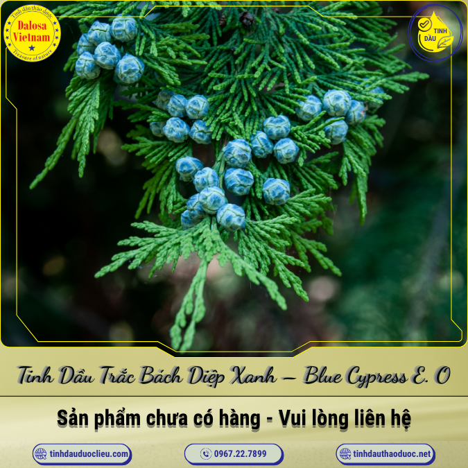Tinh Dầu Trắc Bách Diệp Xanh - Blue Cypress Essential Oil 1 Lít