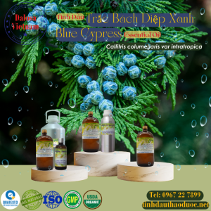 Tinh Dầu Trắc Bách Diệp Xanh - Blue Cypress Essential Oil 1 Lít
