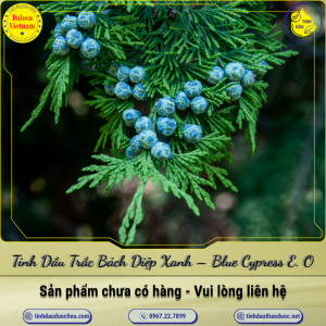 Tinh Dầu Trắc Bách Diệp Xanh - Blue Cypress Essential Oil 1 Lít