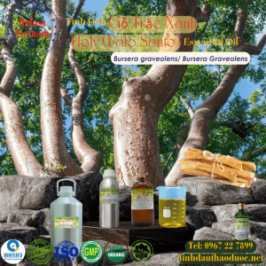 Tinh Dầu Gỗ Trắc Xanh - Holy Wood (Palo Santo) Essential Oil 1 Lít