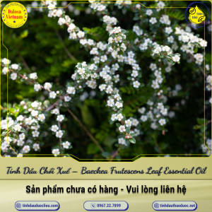 Tinh Dầu Chổi Xuể (Thanh Hao) - Baeckea Frutescens Leaf Essential Oil 1 Lít