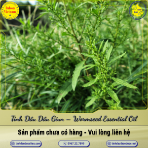 Tinh Dầu Dầu Giun - Wormseed Essential Oil 1 Lít