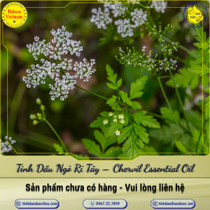 Tinh Dầu Ngò Rí Tây - Chervil Essential Oil 1 Lít