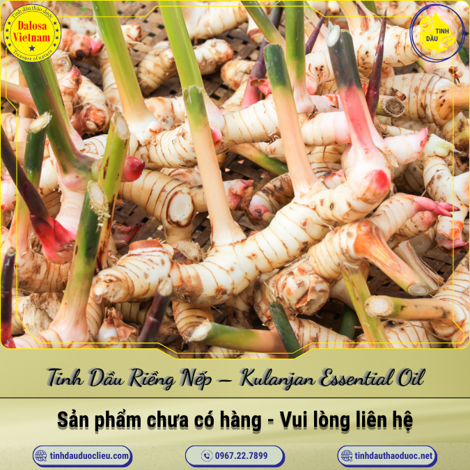 Tinh Dầu Riềng Nếp - Kulanjan Essential Oil 1 Lít