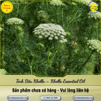 tinh-dau-khella-khella-essential-oil-1-lit - ảnh nhỏ  1