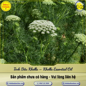 Tinh Dầu Khella - Khella Essential Oil 1 Lít