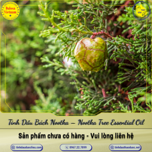 Tinh Dầu Bách Nootka - Nootka Tree Essential Oil 1 Lít